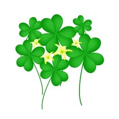 Fresh Water Clover Plant on White Background