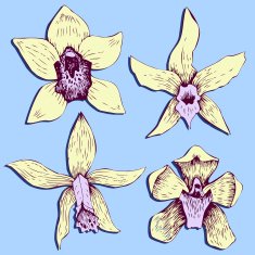 Set of line drawing orchids