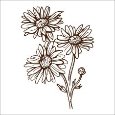 Chamomile flower isolated on white