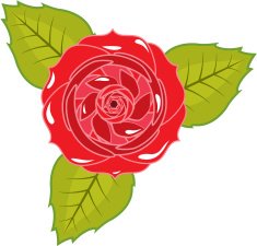 Rose N30