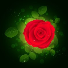 Red rose N16