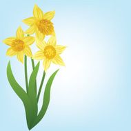 Daffodils N4