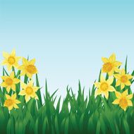Daffodils N5
