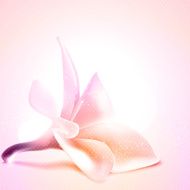 Greeting or invitation card template with magnolia flower Vector illustration