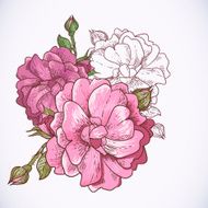 Beautiful Rose Background N2