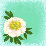 peony background