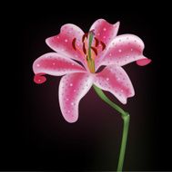 lily N7