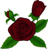 bouquet of red roses decorative floral design element isolated N2