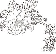 peony N9
