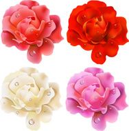set of roses N3