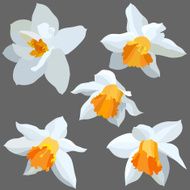 Narcissus isolated