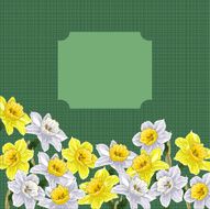 narcissus floral background