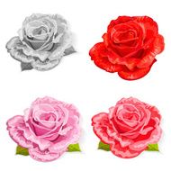 rose isolated
