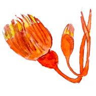 abstract orange floral watercolor flower paintings hand isolated