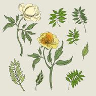 flowers drawing N16