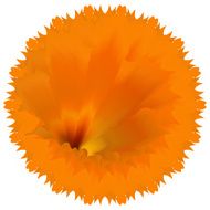 Rose gold sun petal flower shell on yellow N3