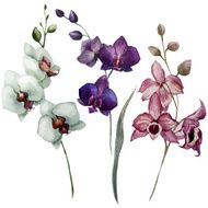 Beautiful orchid flower3