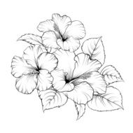 Flower of mallow