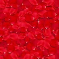 Rose petals background