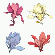 Magnolia Flowers N4