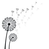 Dandelion N12