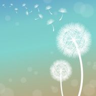 Dandelion N13