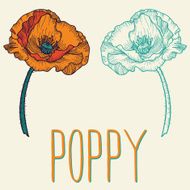 Isolated flower of poppy N2
