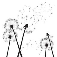 Black vector dandelions N19