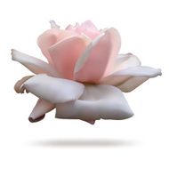 Pink rosebud isolated on white background