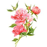 Pink watercolor peonies vintage greeting card N4