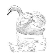 sketch swan N4