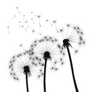 Black vector dandelions N20