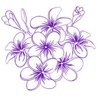 Beautiful Hand Drawn Plumeria Flowers