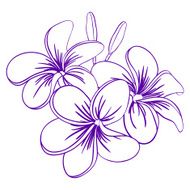 Beautiful Hand Drawn Plumeria Flowers N2