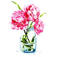 three pink peonies in vase isolated