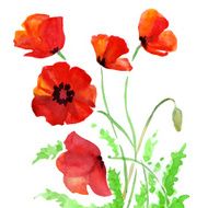 Poppy flowers watercolor illustration