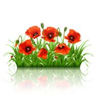 Red poppies in grass vector N2