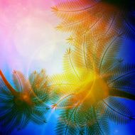 Palm trees with beautiful sunset N12