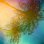 Palm trees with beautiful sunset N13