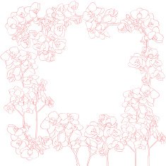Orchids frame N2