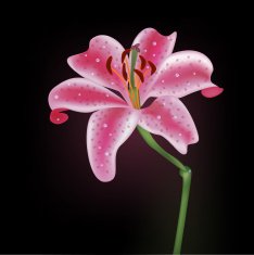 lily N7