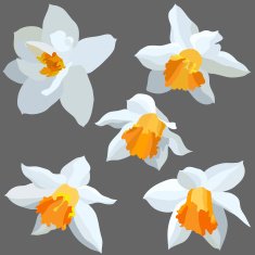 Narcissus isolated