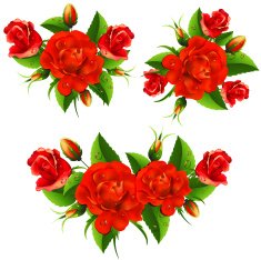 Red Roses N14