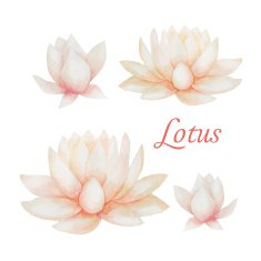 Lotus N13