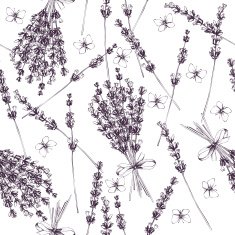 lavender flowers sketch