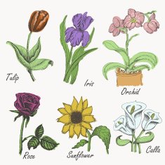 Set of colored flowers N2