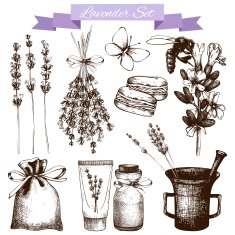 Vintage collection of lilac lavender flowers sketch