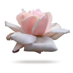 Pink rosebud isolated on white background