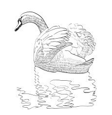 sketch swan N4