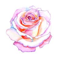 beautiful rose watercolor hand-painted isolated on white background N7